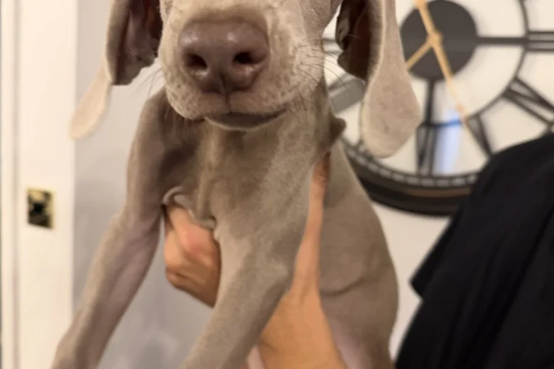 Weimaraner