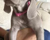 Weimaraner