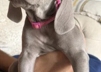Miss Pink
