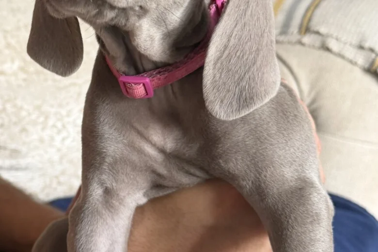 Weimaraner
