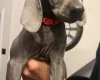 Weimaraner