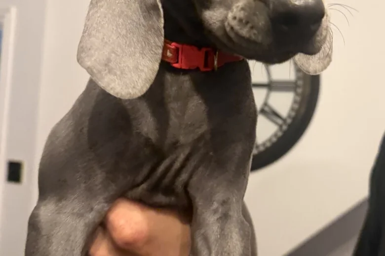 Weimaraner