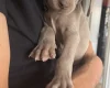 Weimaraner
