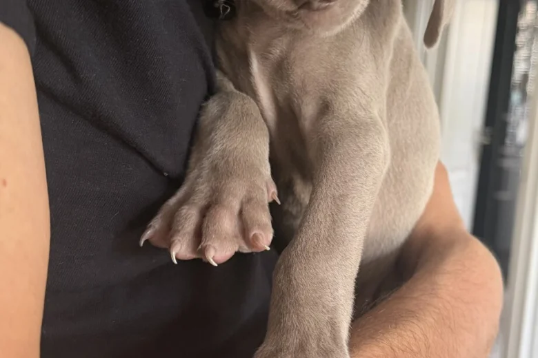 Weimaraner