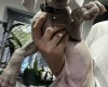 Weimaraner