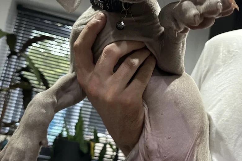 Weimaraner