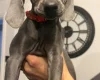 Weimaraner