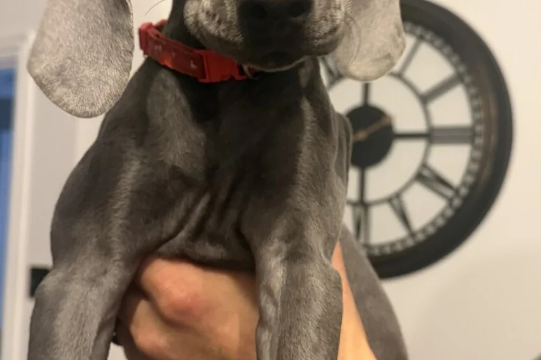 Weimaraner