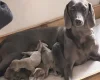 Weimaraner