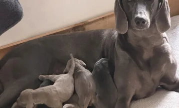 Weimaraner