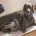 Weimaraner