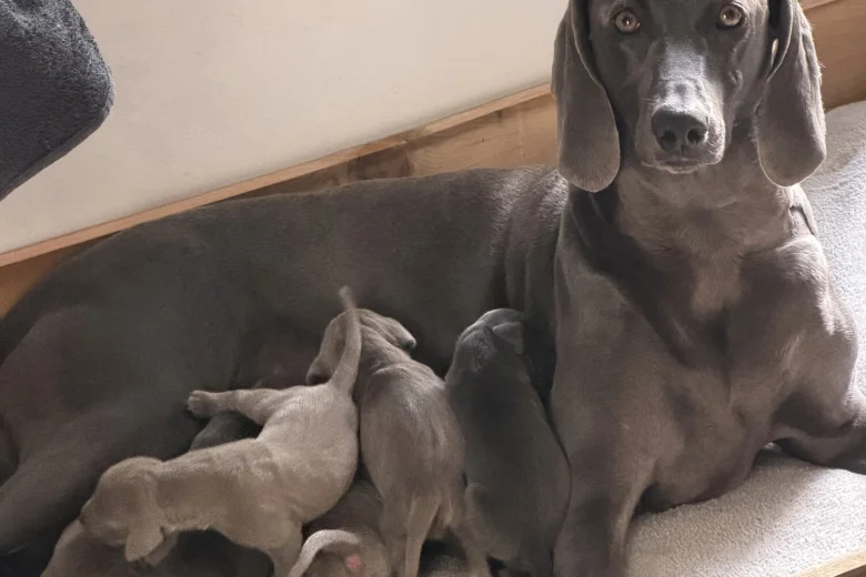 Weimaraner