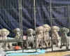 Weimaraner