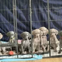 Weimaraner