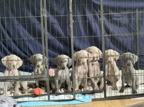Weimaraner