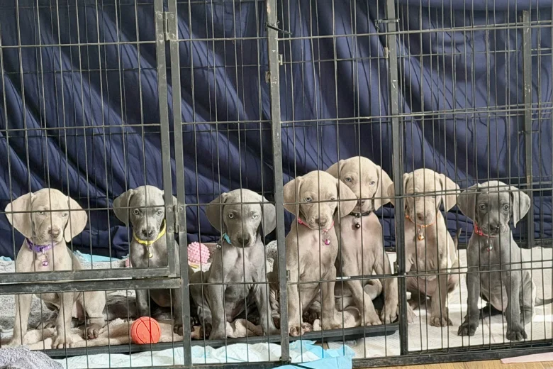 Weimaraner