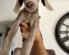 Weimaraner