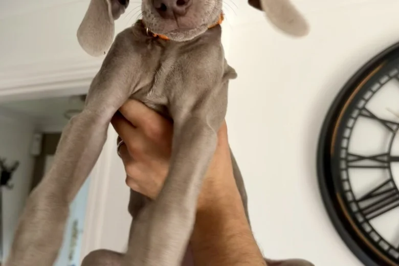 Weimaraner