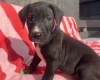 Mixed Breed