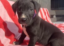Puppy 9