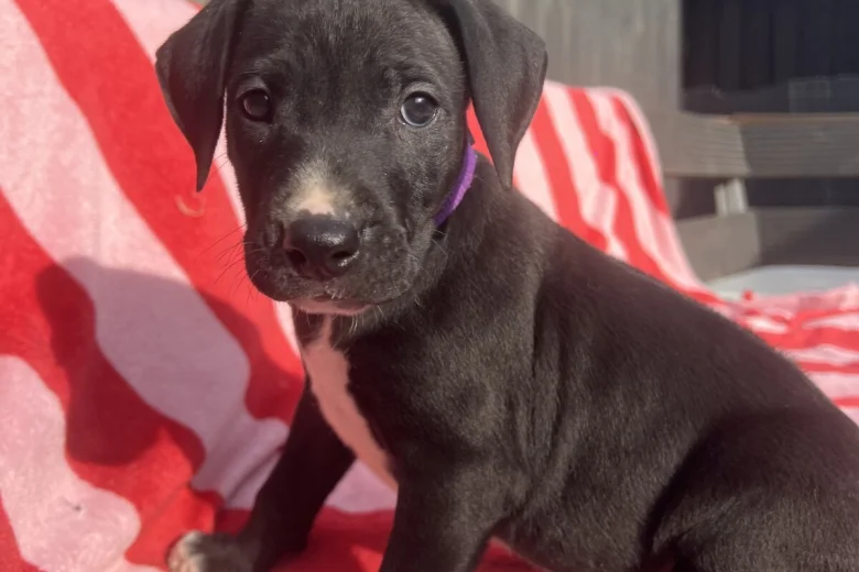 Mixed Breed
