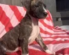Mixed Breed