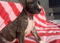 Puppy 7