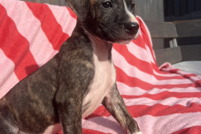 Mixed Breed