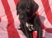 Puppy 5