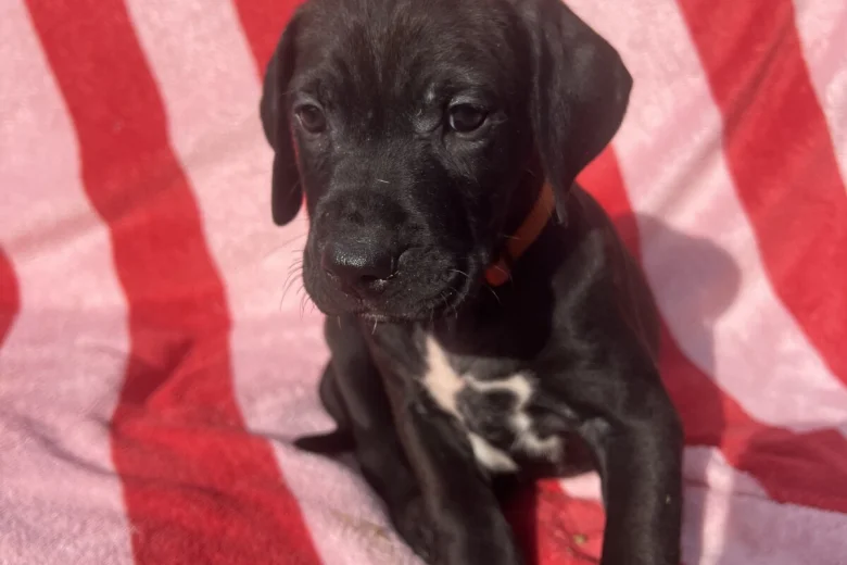 Mixed Breed