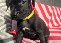 Puppy 8