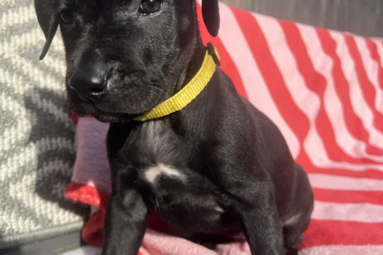 Mixed Breed
