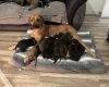 Mixed Breed