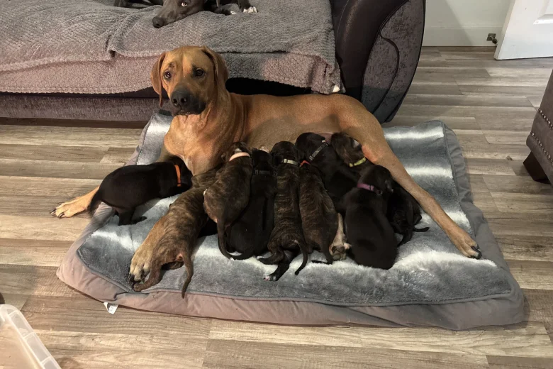 Mixed Breed