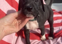 Puppy 2