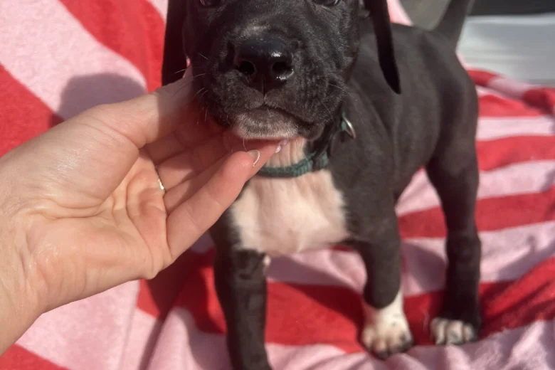 Mixed Breed