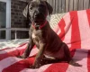 Mixed Breed