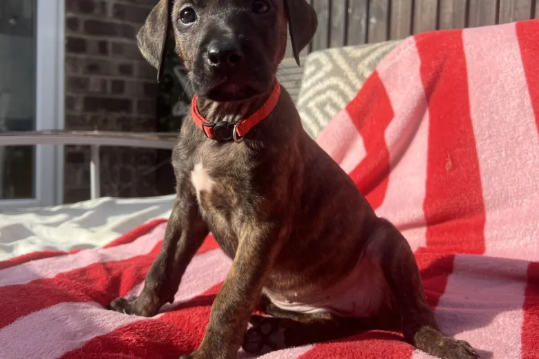 Mixed Breed