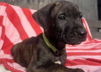Puppy 1