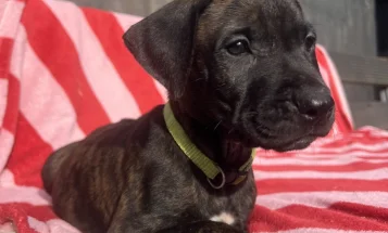 Mixed Breed