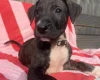 Mixed Breed