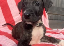 Puppy 6