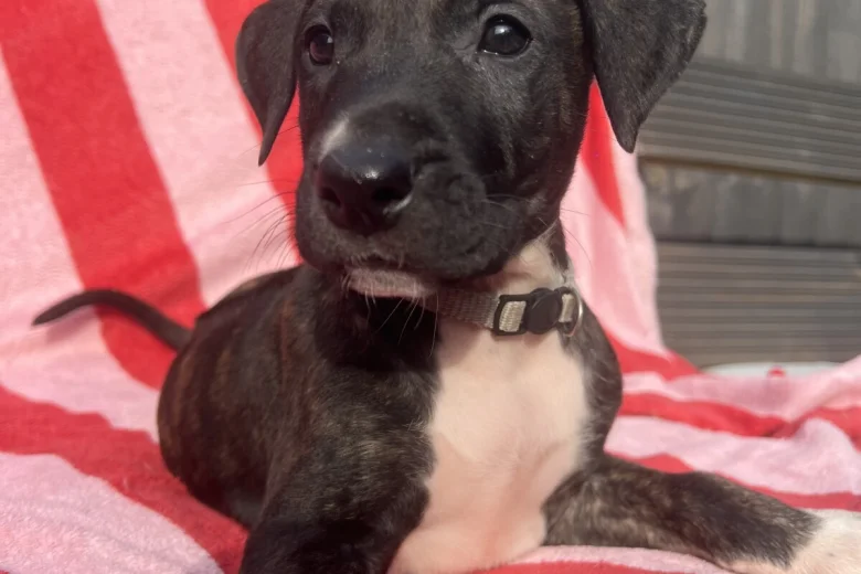 Mixed Breed