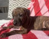 Mixed Breed