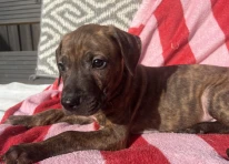 Puppy 3