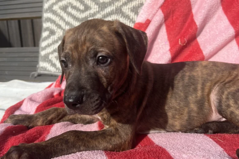 Mixed Breed
