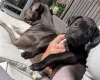 Mixed Breed