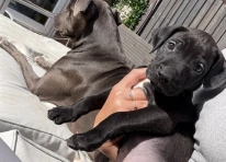 Puppy 4