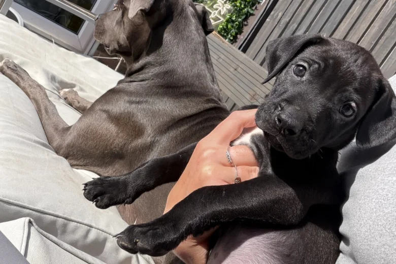 Mixed Breed