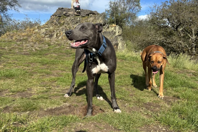 Mixed Breed